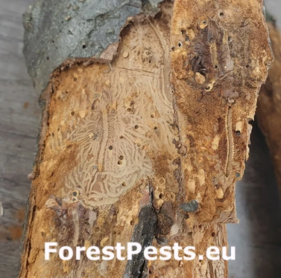 Podk&ocirc;rnik ovocn&yacute;