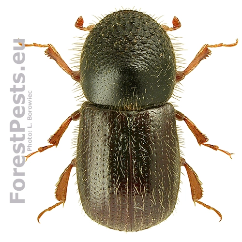 Drvin&aacute;rik ovocn&yacute;