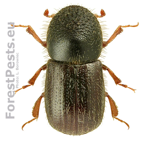 Drvin&aacute;rik ovocn&yacute;