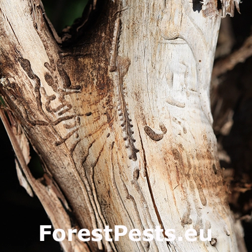 Lykokaz borievkov&yacute;