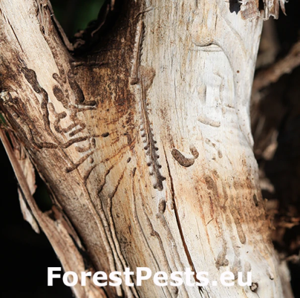 Lykokaz borievkov&yacute;