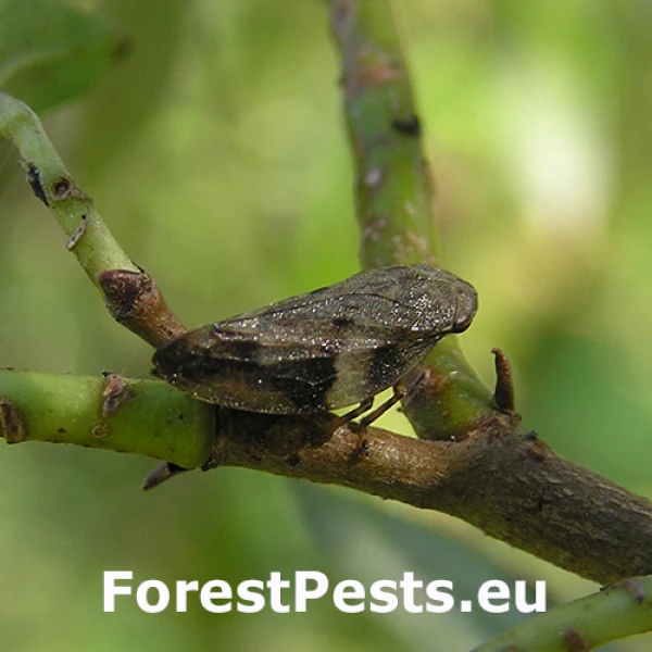 Alder spittlebug