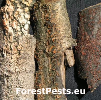 Kornatka m&auml;sovočerven&aacute;