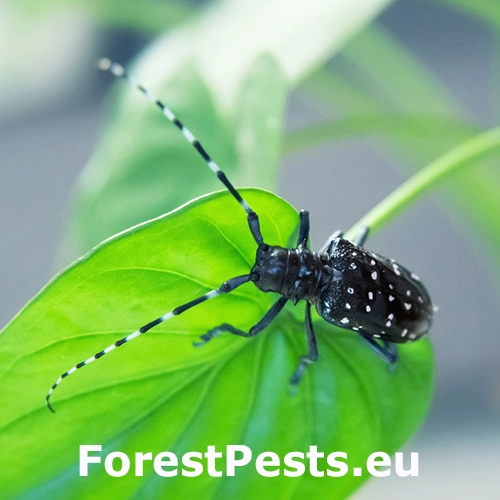 Fuz&aacute;č citrusov&yacute;