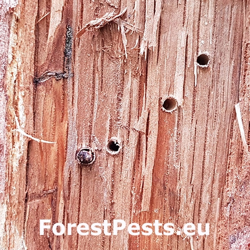 Krytonos Gasterocercus depressirostris