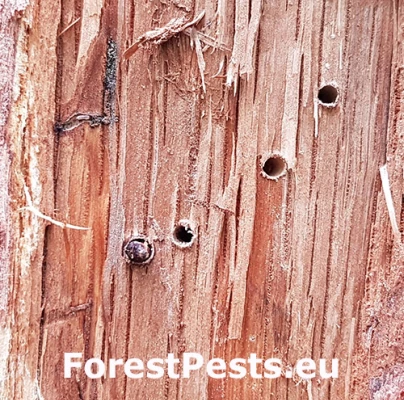 Krytonos Gasterocercus depressirostris