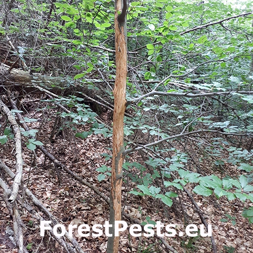 Daniel &scaron;kvrnit&yacute;