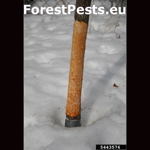 Zajac poľn&yacute;, kr&aacute;lik div&yacute;