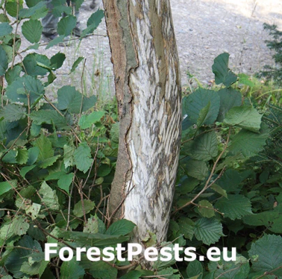 Zubor eur&oacute;psky