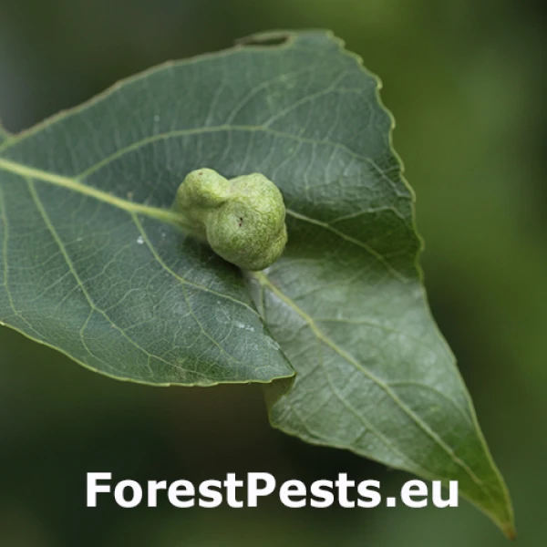 Dutin&aacute;rka Pemphigus populi