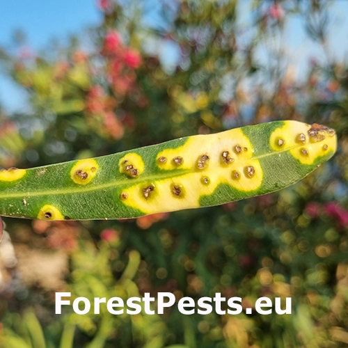 Bakteri&aacute;lne ochorenie oleandrov