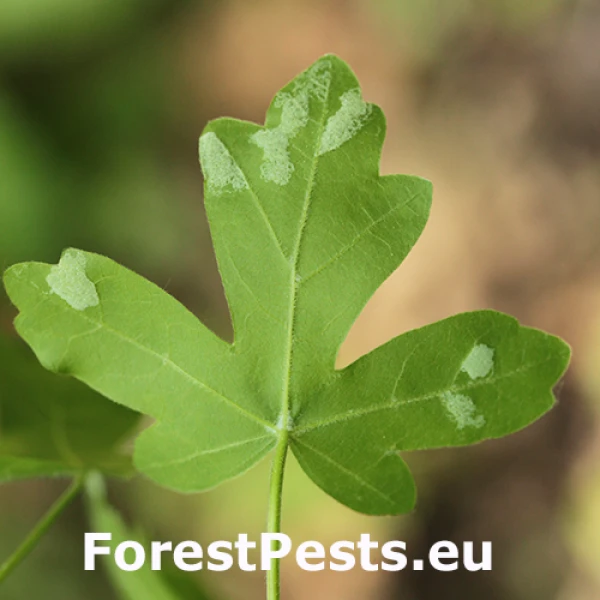 Roztoč Aceria macrocheluserinea