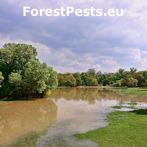 Zamokrenie, z&aacute;plavy