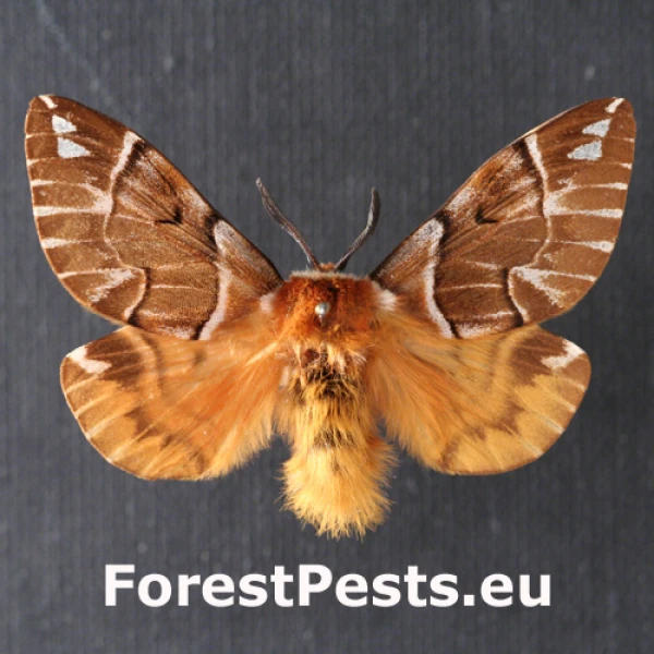 Strak&aacute;č brezov&yacute;