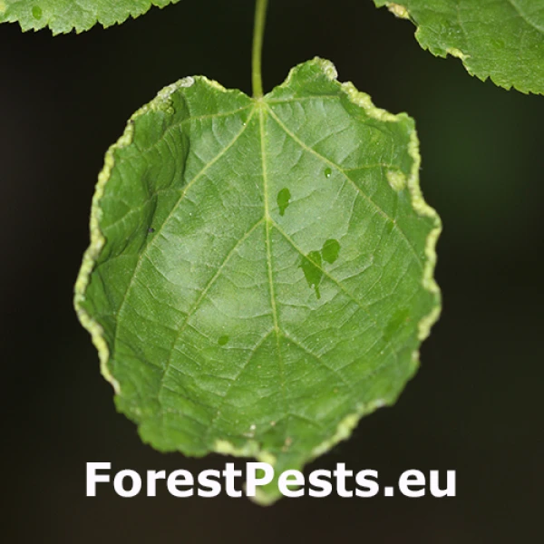 Roztoč Phytoptus tetratrichus