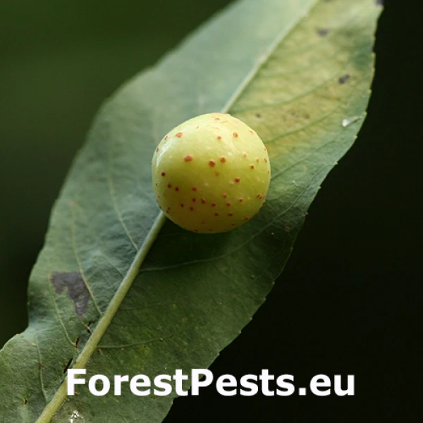 Piliarka hrčkov&aacute;