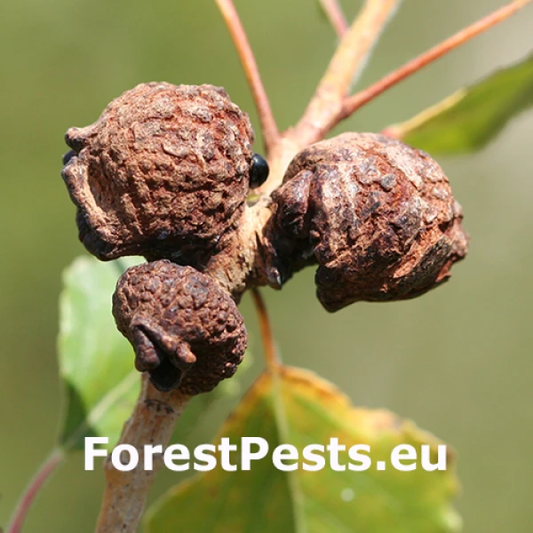 Dutin&aacute;rka Pemphigus immunis