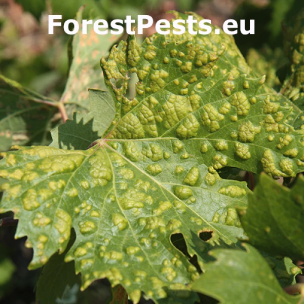 Vlnovn&iacute;k viničov&yacute;