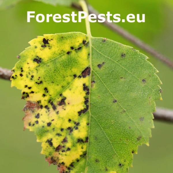 Marson&iacute;na brezov&aacute;