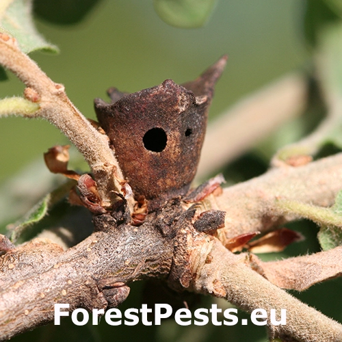 Hrčiarka Andricus polycerus
