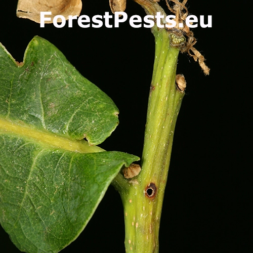 Psotka Stenolechia gemmella