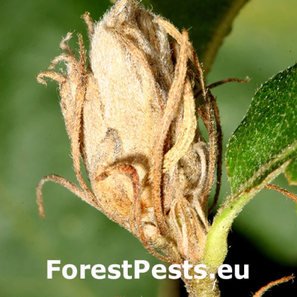 Plodomorka Contarinia quercicola