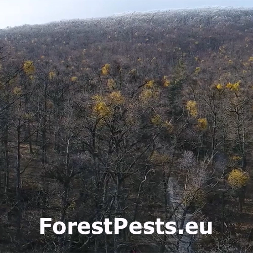 Imelovec eur&oacute;psky