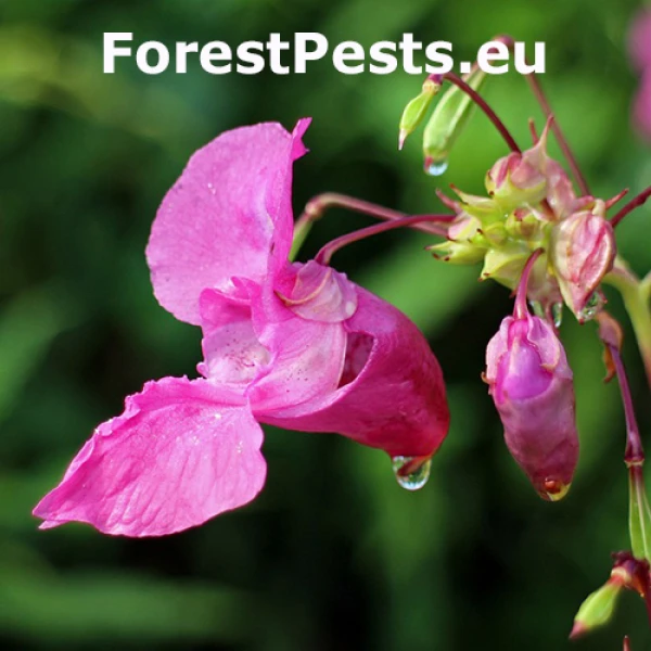 Himalayan balsam