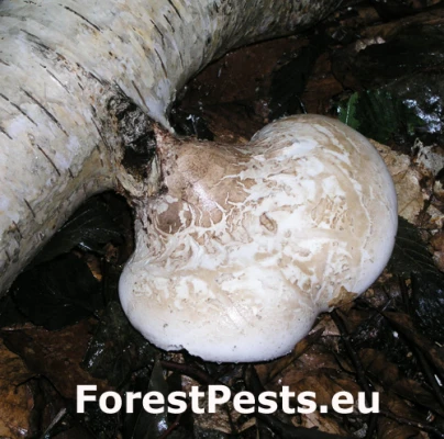 Brezovn&iacute;k obyčajn&yacute;