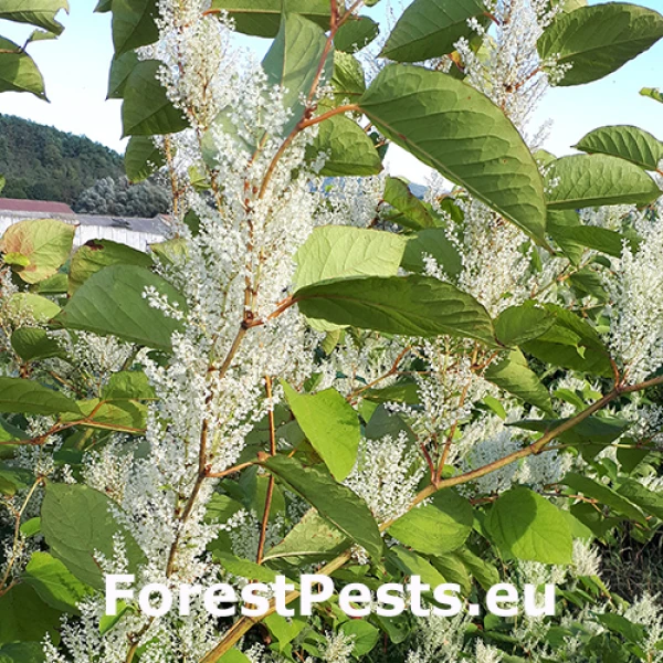 Kr&iacute;dlatka japonsk&aacute; = poh&aacute;nkovec