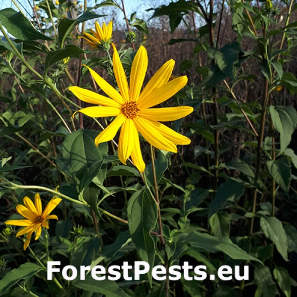 Slnečnica hľ&uacute;znat&aacute; = topinambur