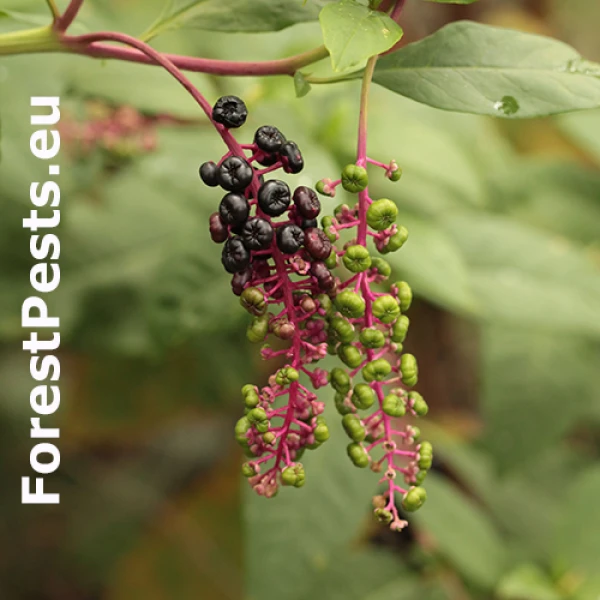 Pokeweed