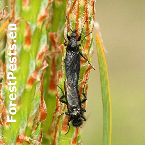 Mu&scaron;ica marcov&aacute;