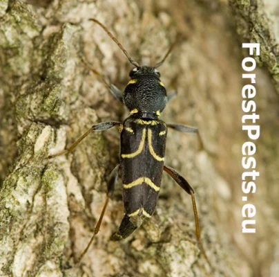 Fuz&aacute;č Xylotrechus antilope