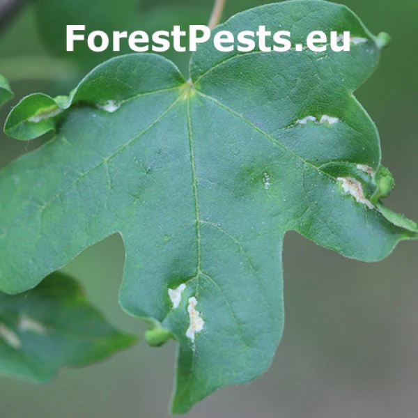 Roztoč Aceria carinifex