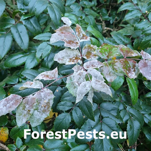 M&uacute;čnatka Erysiphe berberidis