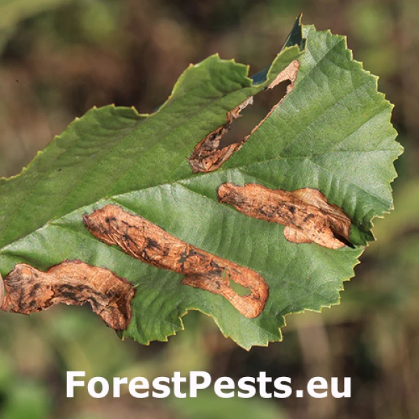 Piliarka Fenusa dohrnii