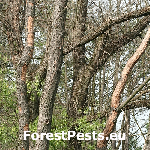 P&iacute;lovka Xiphydria camelus