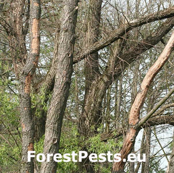 P&iacute;lovka Xiphydria camelus