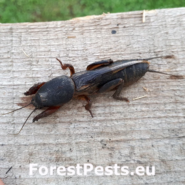 Medved&iacute;k obyčajn&yacute;