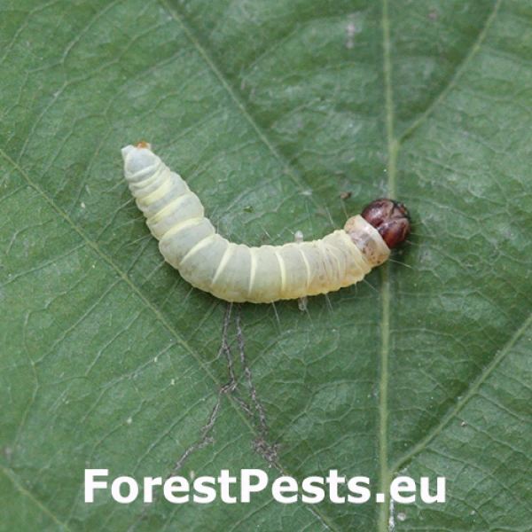 Zdobka bukov&aacute;