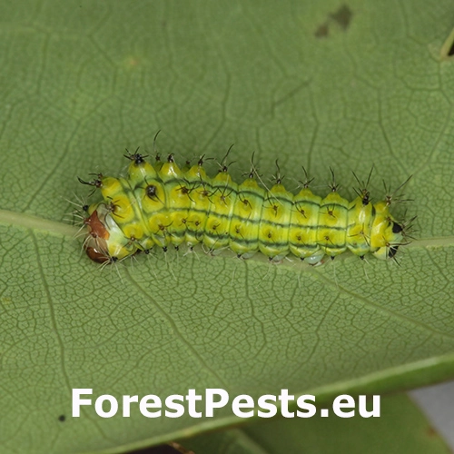 Ok&aacute;ň dubov&yacute;