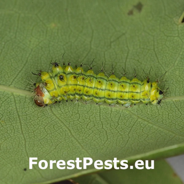 Ok&aacute;ň dubov&yacute;