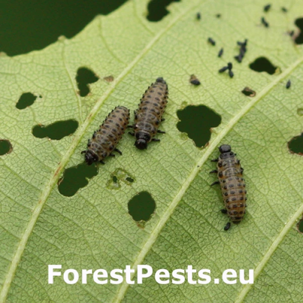 Liskavka jel&scaron;ov&aacute;