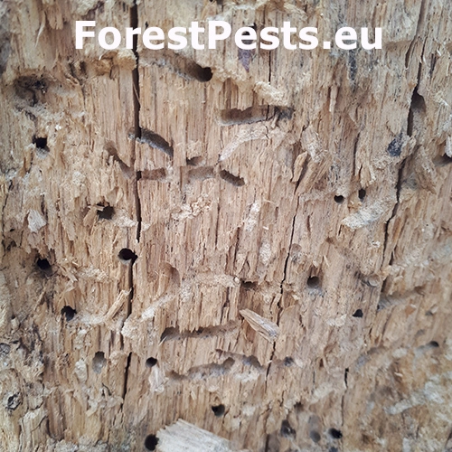 P&iacute;lovka Xiphydria longicollis