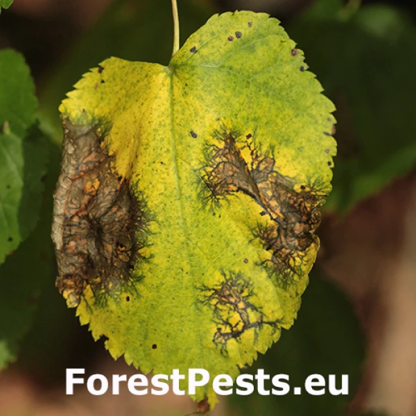 Tilia leaf spot fungus