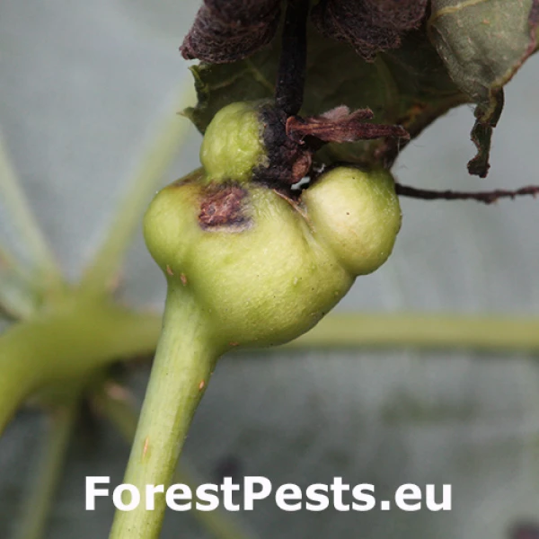 Plodomorka Contarinia tiliarum