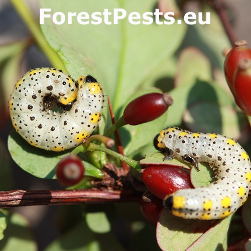 Piliarka dr&aacute;čov&aacute;