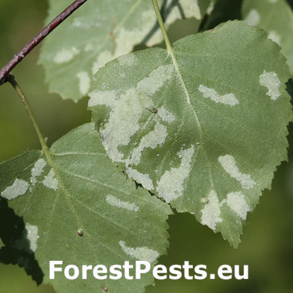 Roztoč brezov&yacute;