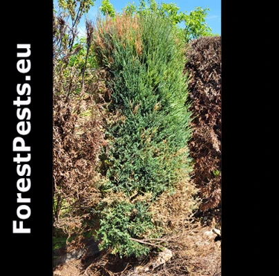 Lykokaz tujov&yacute;